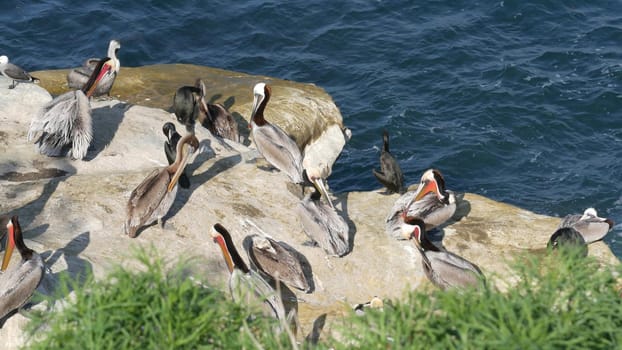 Brown pelicans with throat pouch and double-crested cormorants after fishing, rock in La Jolla Cove. Sea bird with large beak on cliff over pacific ocean in natural habitat, San Diego, California USA.