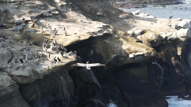 Brown pelicans with throat pouch and double-crested cormorants after fishing, rock in La Jolla Cove. Sea bird with large beak on cliff over pacific ocean in natural habitat, San Diego, California USA.