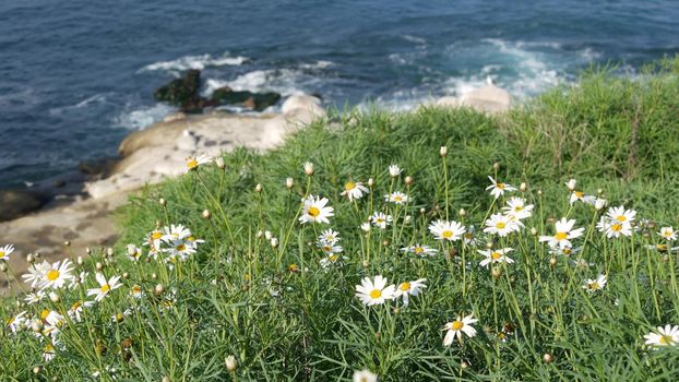 Simple white oxeye daisies in green grass over pacific ocean splashing waves. Wildflowers on the steep cliff. Tender marguerites in bloom near waters edge in La Jolla Cove San Diego, California USA.