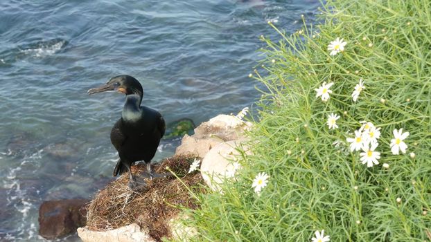 Double-crested cormorant after fishing in greenery. Sea bird with hooked bill and blue eye on cliff near pacific ocean splashing waves in natural habitat, La Jolla Cove, San Diego, California USA.
