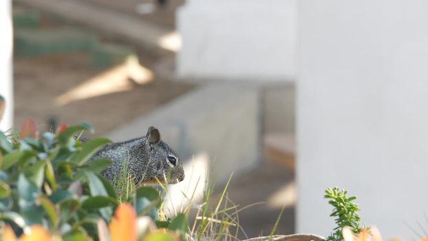 Beechey ground squirrel, common in California, Pacific coast, USA. Funny behavior of cute gray wild rodent. Small amusing animal in natural habitat. Pretty little endemic looking for food in America.