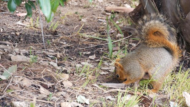 Beechey ground squirrel, common in California, Pacific coast, USA. Funny behavior of cute gray wild rodent. Small amusing animal in natural habitat. Pretty little endemic looking for food in America.
