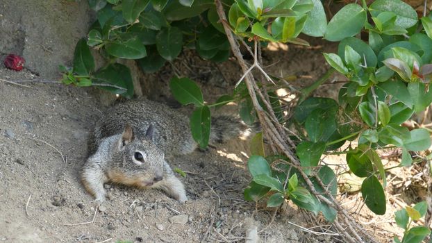 Beechey ground squirrel, common in California, Pacific coast, USA. Funny behavior of cute gray wild rodent. Small amusing animal in natural habitat. Pretty little endemic looking for food in America.