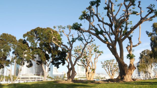 Embarcadero marina park, big coral trees near USS Midway and Convention Center, Seaport Village, San Diego, California USA. Luxury yachts and hotels, metropolis urban skyline and highrise skyscrapers.