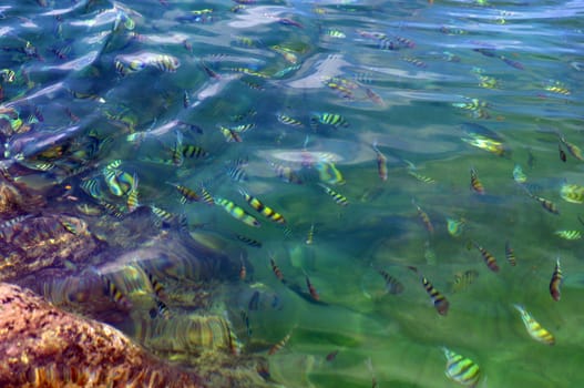 Above transparent clear blue rippling sea surface with coral reef below on a summer day. School of exotic tropical sergeant major or pintano fish underwater. Natural ocean water texture background.