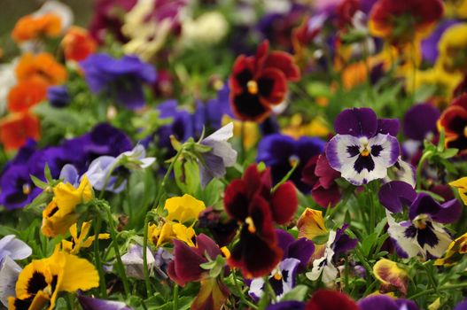 Abundance of different bright flowers growing in lush bunch. Multicolored beautiful flowers in bunch.