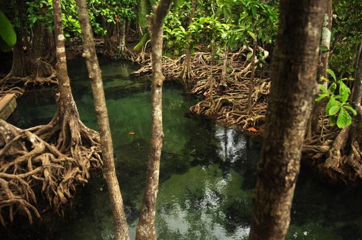 Transparent water in wild tropical pond or river, From above shot of clear water in small lake with mangrove trees roots around