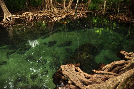 Transparent water in wild tropical pond or river, From above shot of clear water in small lake with mangrove trees roots around