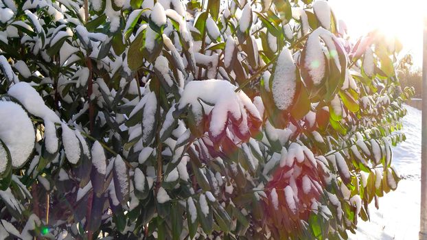 snow caps on a laurel hedge in winter