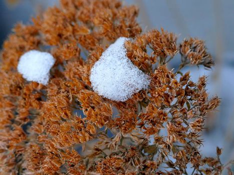 snow cap on orpine stonecrop in winter
