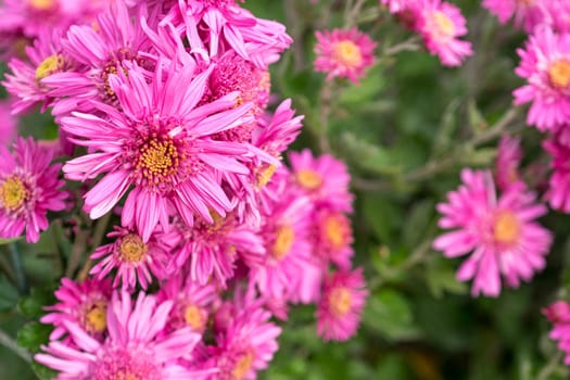 pink chrysanthemum flowers on blurred green background. Russia, Soch