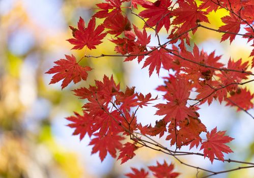 Autumnal ornament, red leaves of maple.