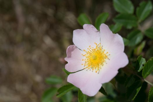 Pink rose flowers on a green Bush in Sunny weather.