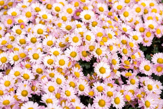 Floral background flower pink chrysanthemum in the garden bed.