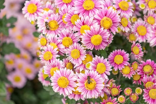 Floral background flower pink chrysanthemum in the garden bed.