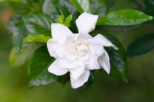 White Camellia flower on a green background.