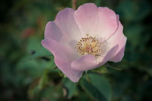 Delicate flower large rose hips on a green blurred background in vintage style