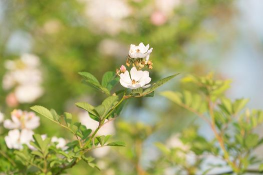 Blooming flowers rose hips on a background of green leaves and heavily blurred background with bokeh
