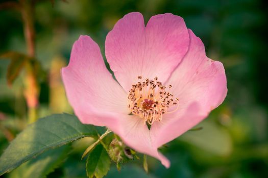 Delicate flower large rose hips on a green blurred background in vintage style
