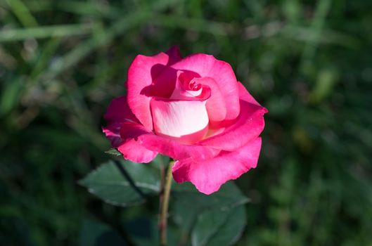 Bud beautiful rose pink color against the dark green of leaves and grass in the bright sunlight