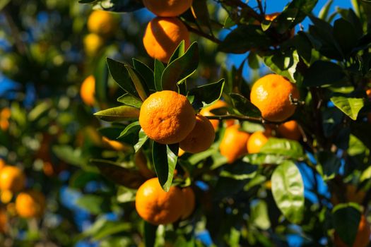 Bright fruit of tangerine on a background of blue sky and leaves