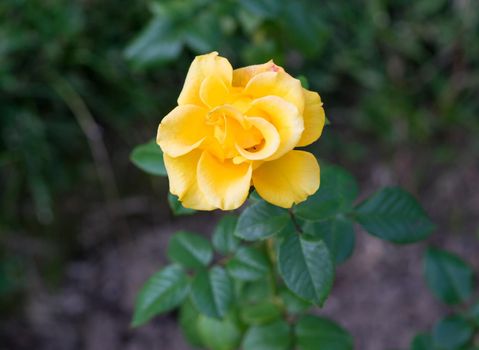 Bud yellow roses blooming in the garden on dark green blurred background of thick grass