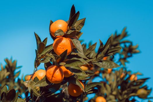 Bright fruit of tangerine on a background of blue sky and leaves
