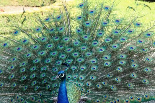 Peacock showing its long tail with beautiful feathers with eye-like markings 