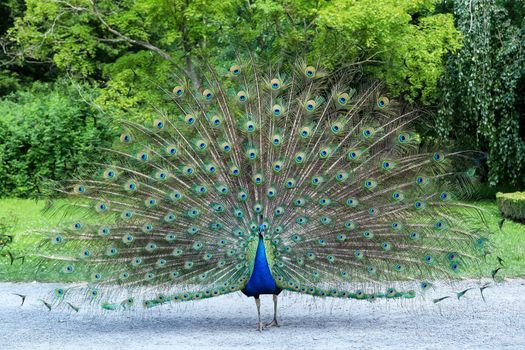 Peacock showing its long tail with beautiful feathers with eye-like markings 