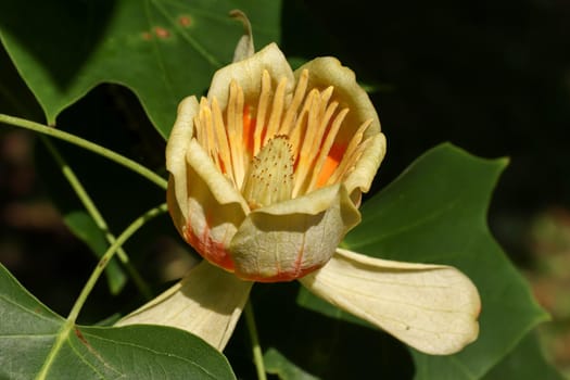 Tree in blossom - yellow poplar - detail of the bloom