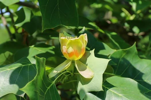 Tree in blossom - yellow poplar - detail of the bloom