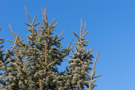 Natural background with branches of spruce against the blue sky