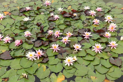 Frogs on the green leaves of blooming water lilies