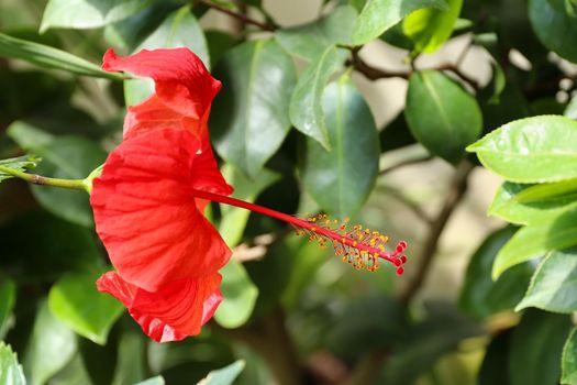 Red hibiscus flower - detail of the bloom