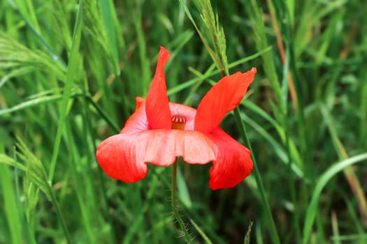 Red petals of corn poppy in wind - detail