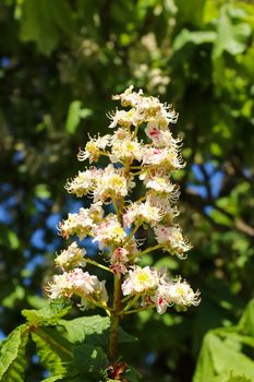 Detail of the bloom of the chestnut tree