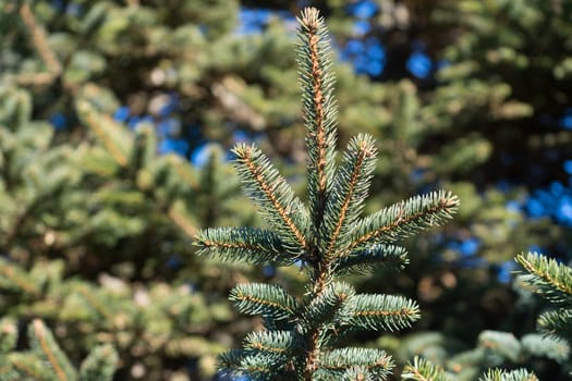 Natural background with branches of spruce against the blue sky