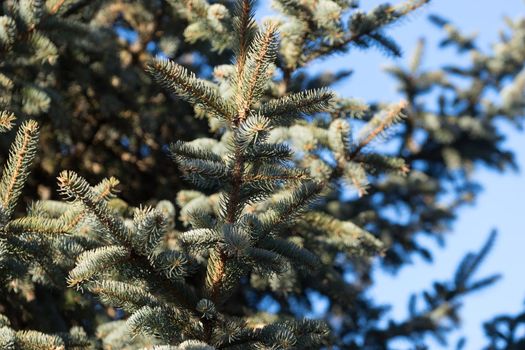 Natural background with branches of spruce against the blue sky