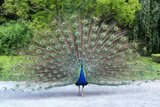 Proud peacock showing its long tail with beautiful feathers with eye-like markings