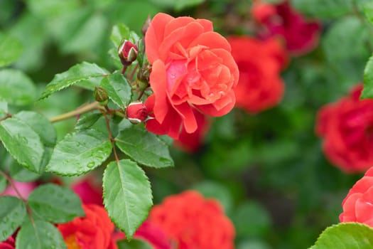 Red roses on a green blurred background of leaves. Beauty of nature.