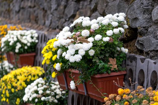 Large decorative flower bed of chrysanthemums in pots at the stone wall.