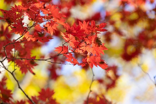 Autumnal ornament, red leaves of maple.