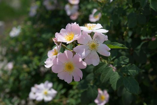 Pink rose flowers on a green Bush in Sunny weather.