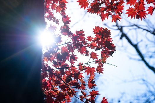 Autumnal ornament, red leaves of maple.