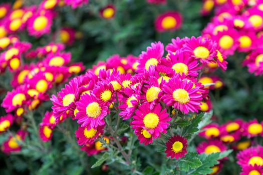 Floral background with bright pink chrysanthemum with a yellow core on blurred background