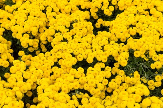 Floral background flower yellow chrysanthemums on the garden bed.