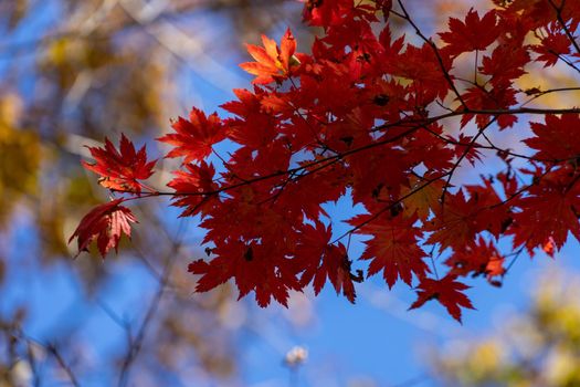 Red maple leaves against the sky.