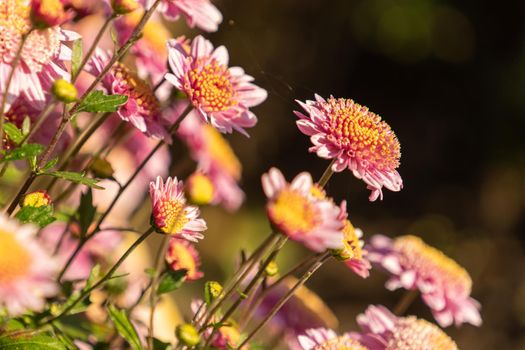 Beautiful natural background of chrysanthemums. Beauty of nature
