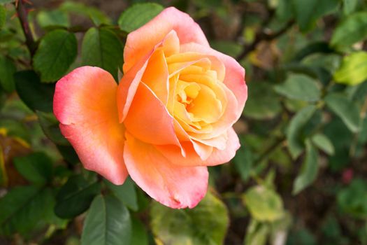 Bright yellow-orange rose on blurred green background with bokeh.
