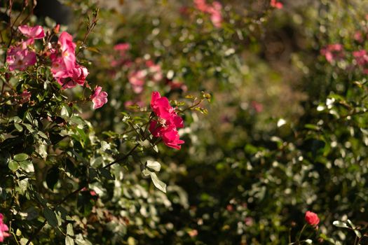Beautiful pink rose on a blurry background. Flowers and gardens